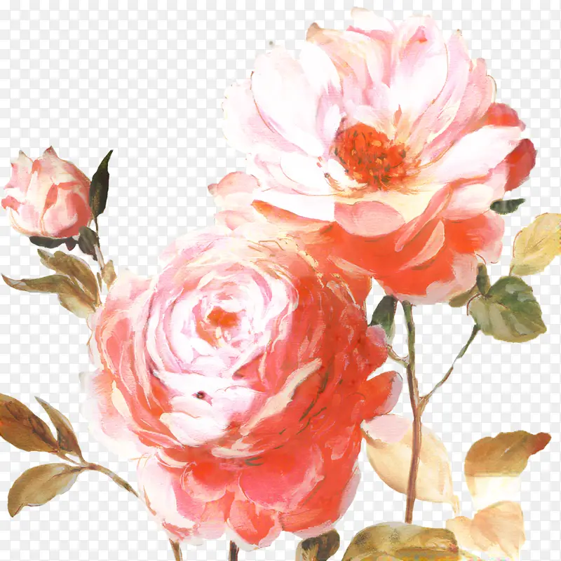 花卉设计 玫瑰 花朵