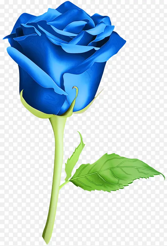 花园玫瑰 蓝玫瑰 切花