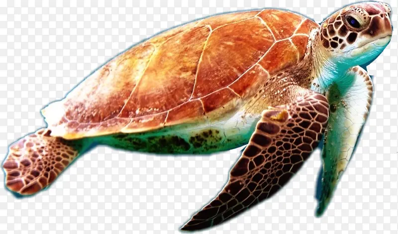 海龟 红海龟 绿海龟
