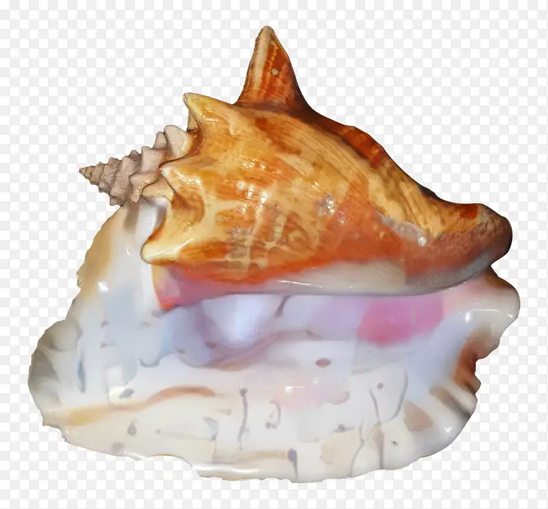 海螺 菜肴 香菇