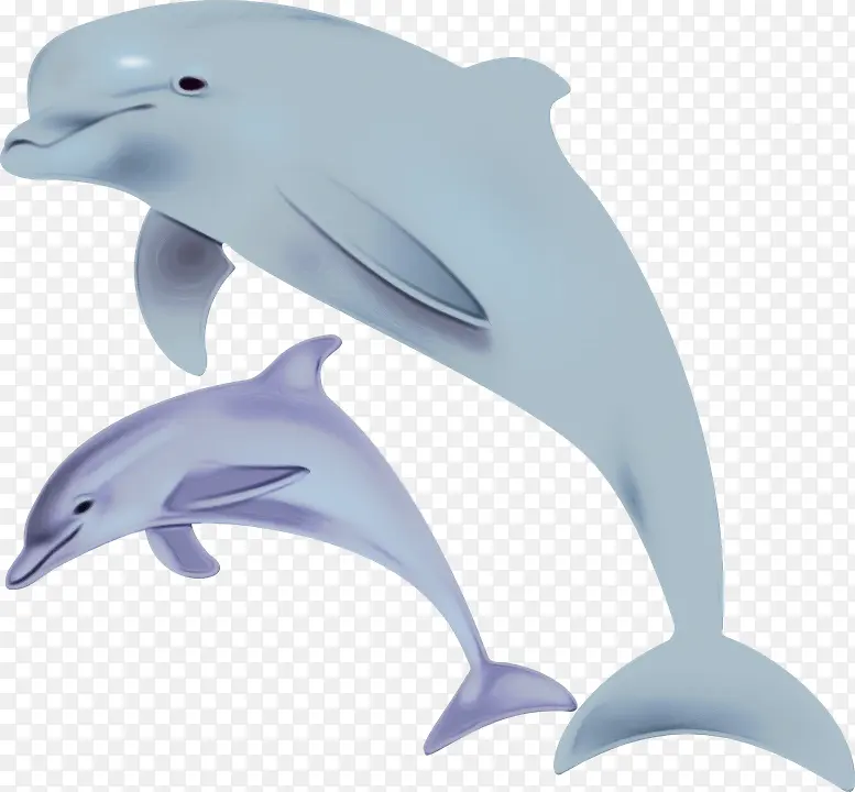 短喙普通海豚 白喙海豚 海豚