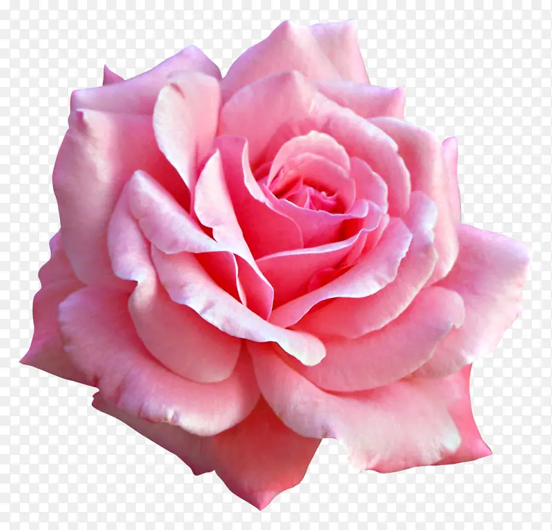 玫瑰 粉色花朵 花朵