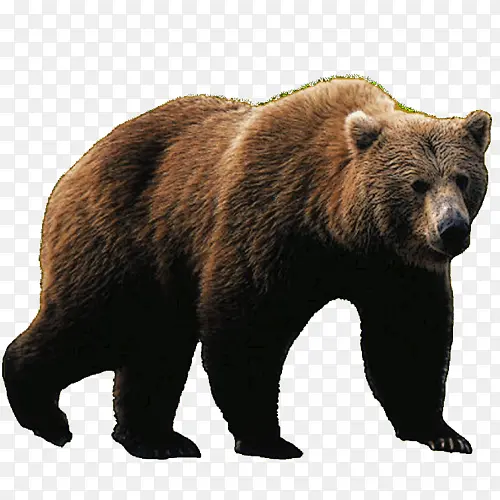 熊 北极熊 大熊猫