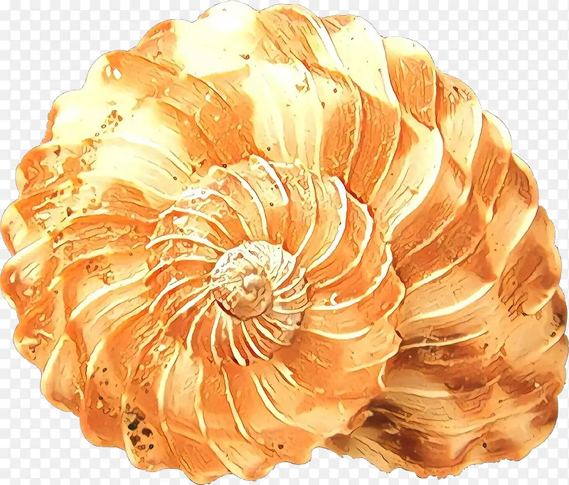 贝壳 软体动物壳 海螺