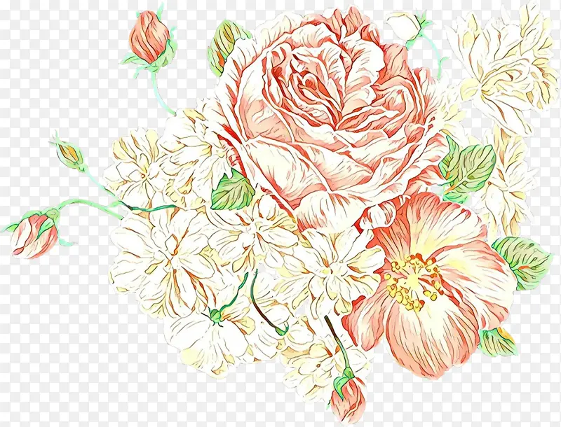 花卉设计 卷心菜玫瑰 花园玫瑰