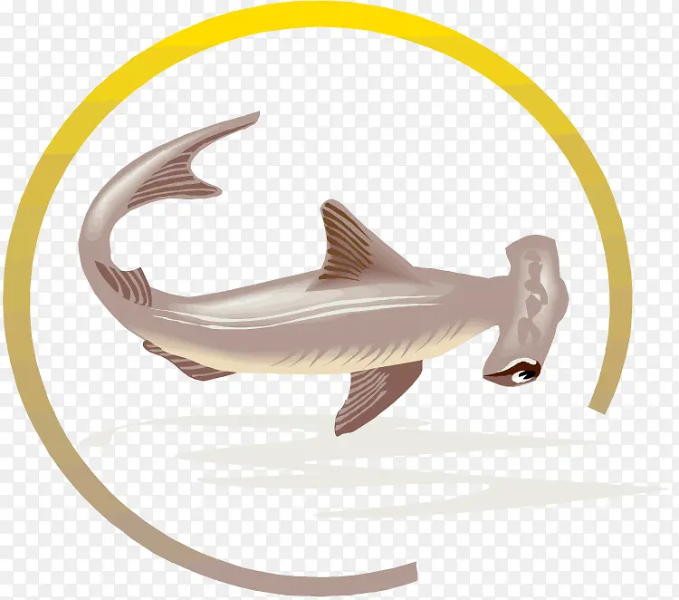 鲨鱼 大白鲨 锤头鲨