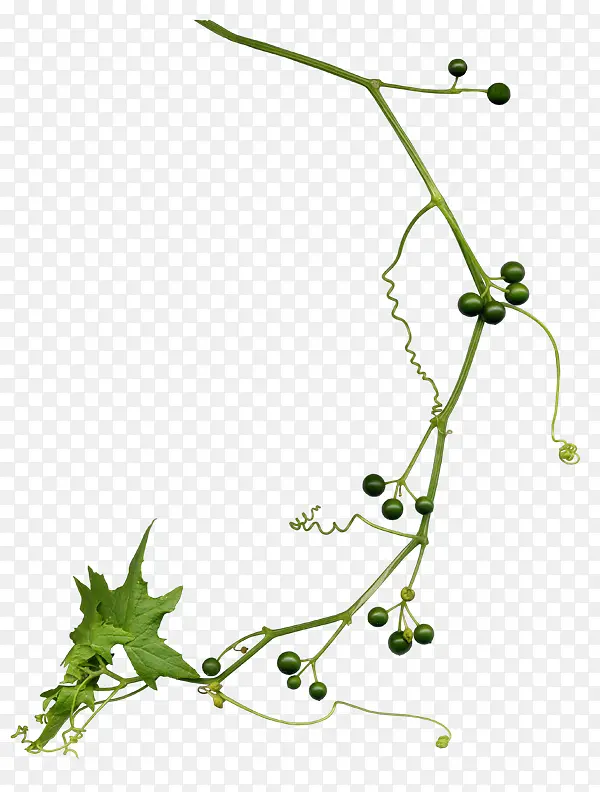 葡萄 植物茎 小枝