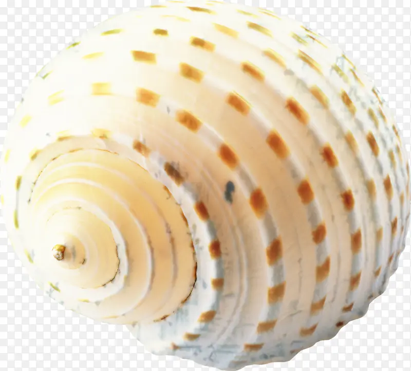 贝壳 海螺 蜗牛
