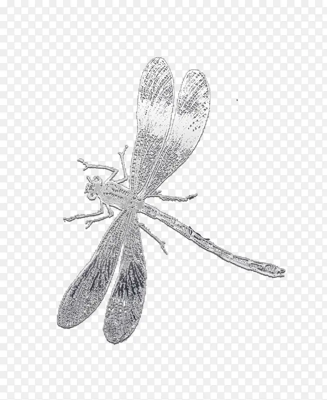 昆虫 蜻蜓 绘画