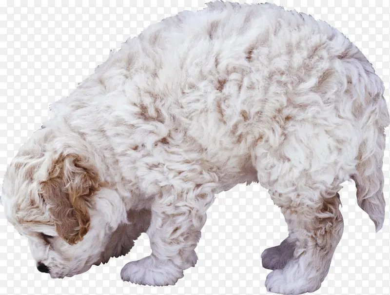 贵宾犬 动物 白色