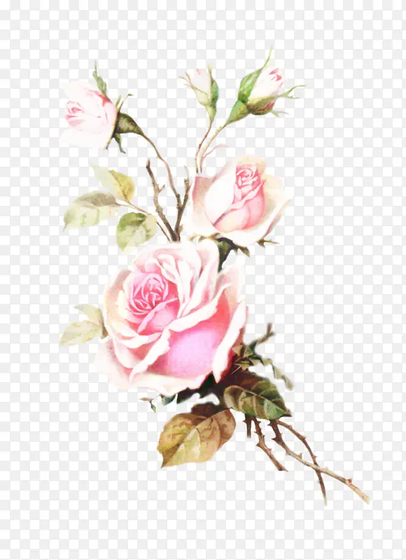 玫瑰 粉色 花卉设计