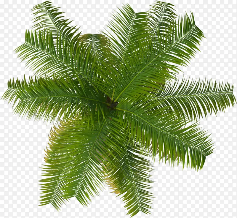 棕榈树 树木 植物