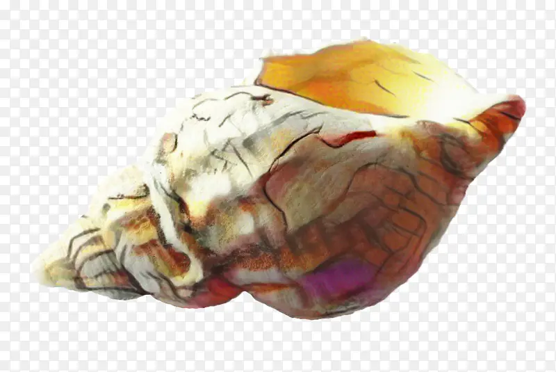贝壳 海螺 软体动物壳