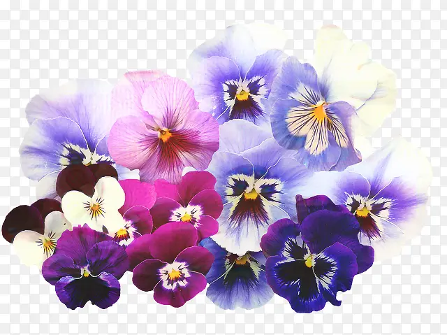 三色紫罗兰 和尚三木项目女主角拱廊 花