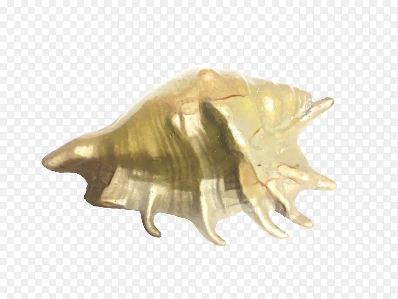 喇叭 海螺 贝壳
