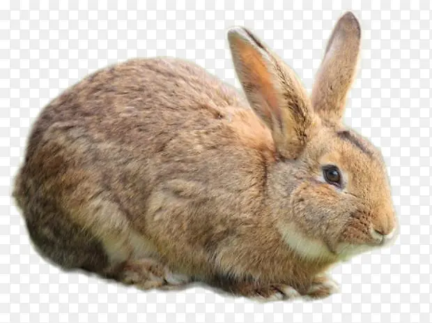 食品 兔子 欧洲兔子