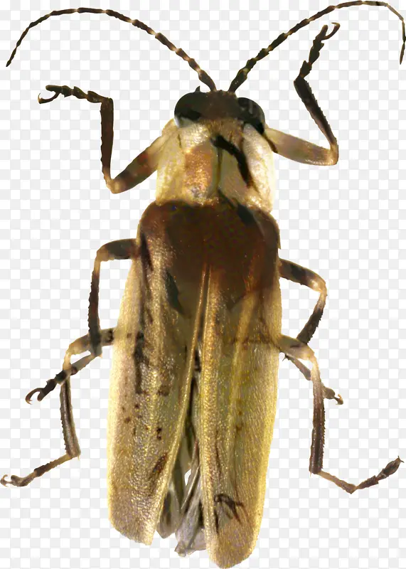 萤火虫 长角甲虫 甲虫