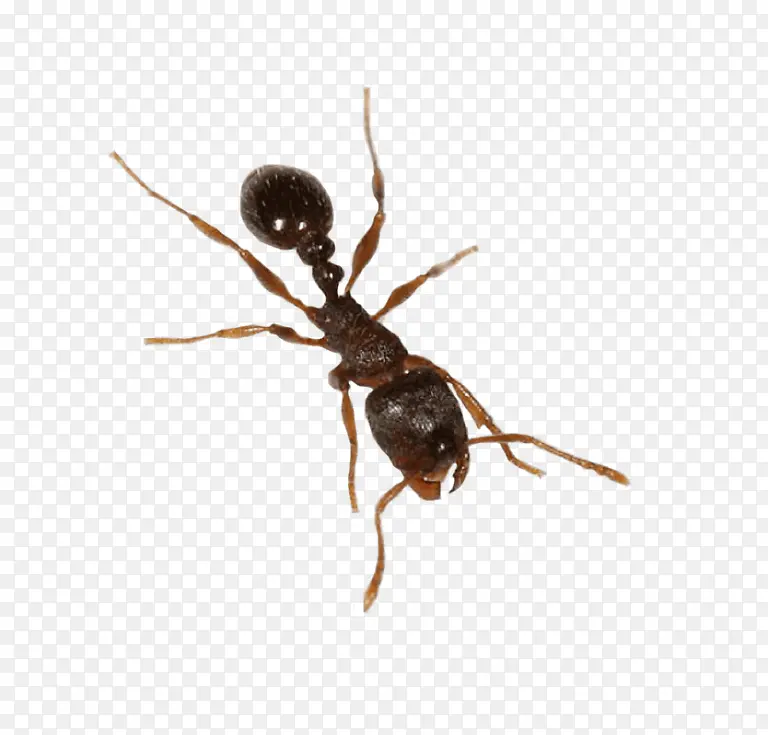 蚂蚁 昆虫 多龙蚁