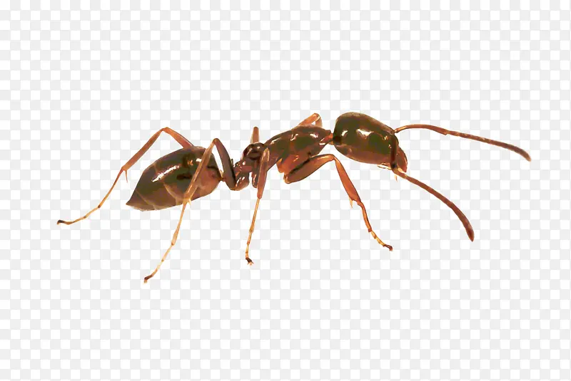 蚂蚁 阿根廷蚂蚁 昆虫