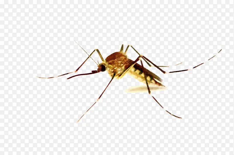 蚊子控制 粘液瘤病 蚊子
