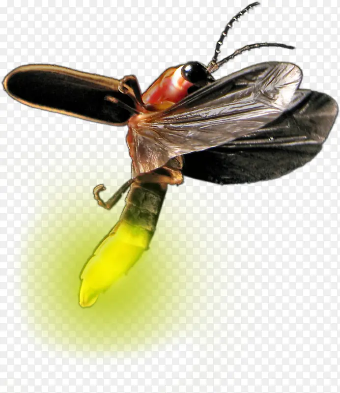 萤火虫 昆虫 苍蝇