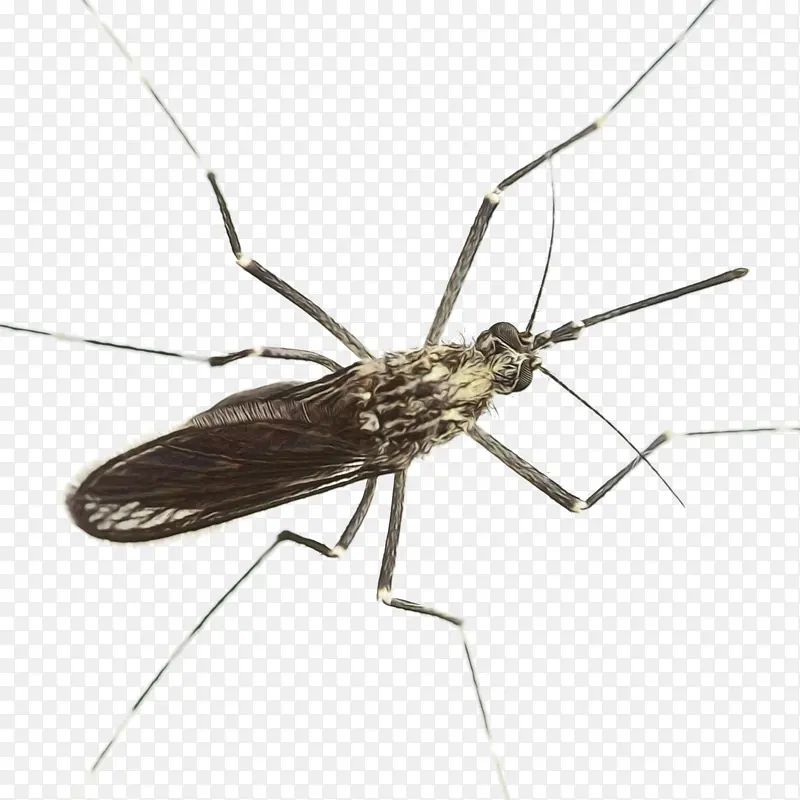 蚊子控制 蚊子角病 疟疾