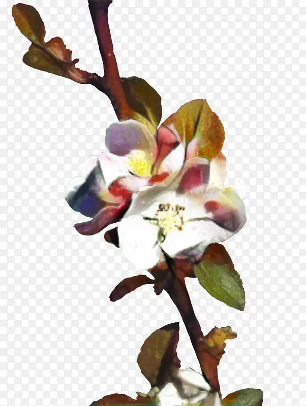 植物茎 小枝 花瓣