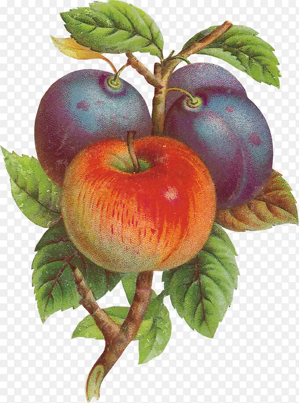 苹果 水果 食品