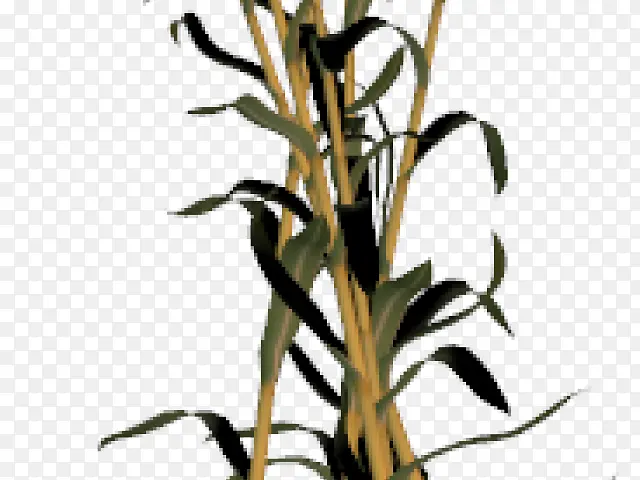 玉米 植物茎 花