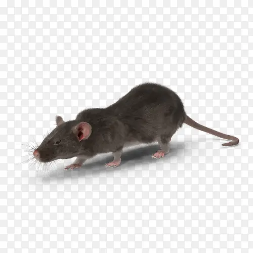 实验鼠 小鼠 黑鼠
