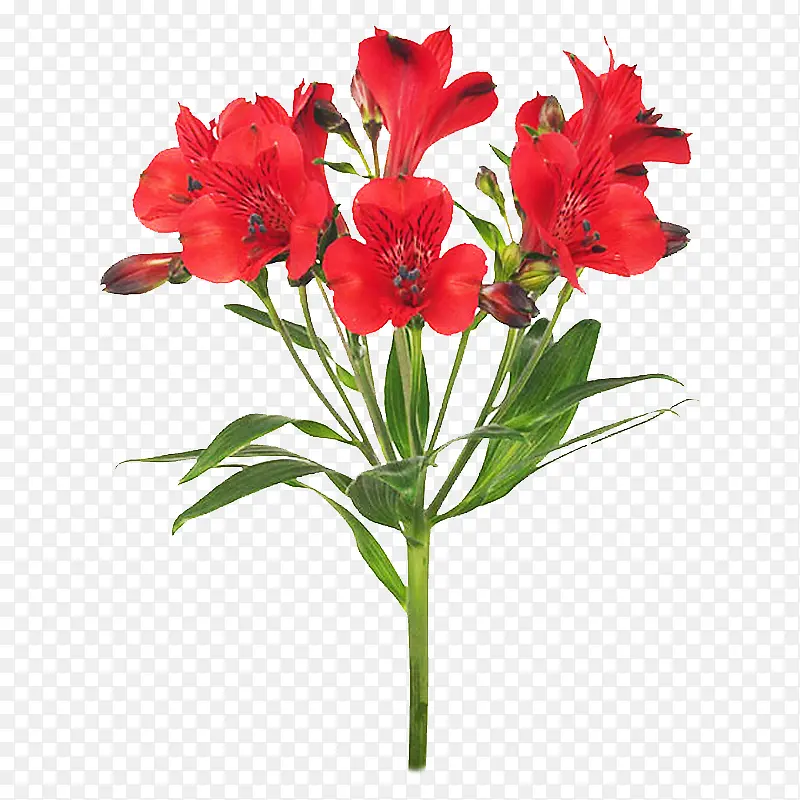 印加百合 花朵 花束