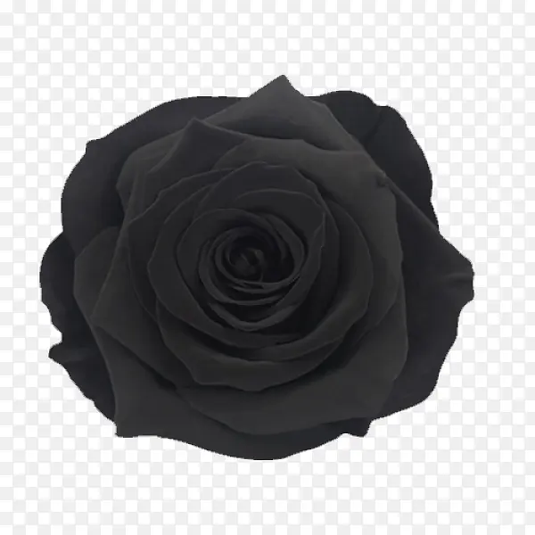 花园玫瑰 黑色 豪华玫瑰
