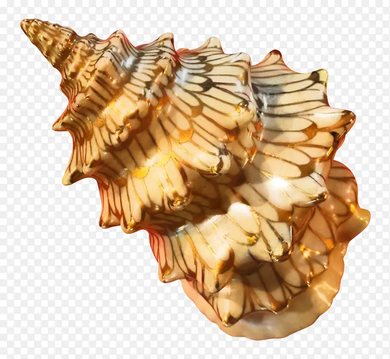 海螺 海螺学 贝壳