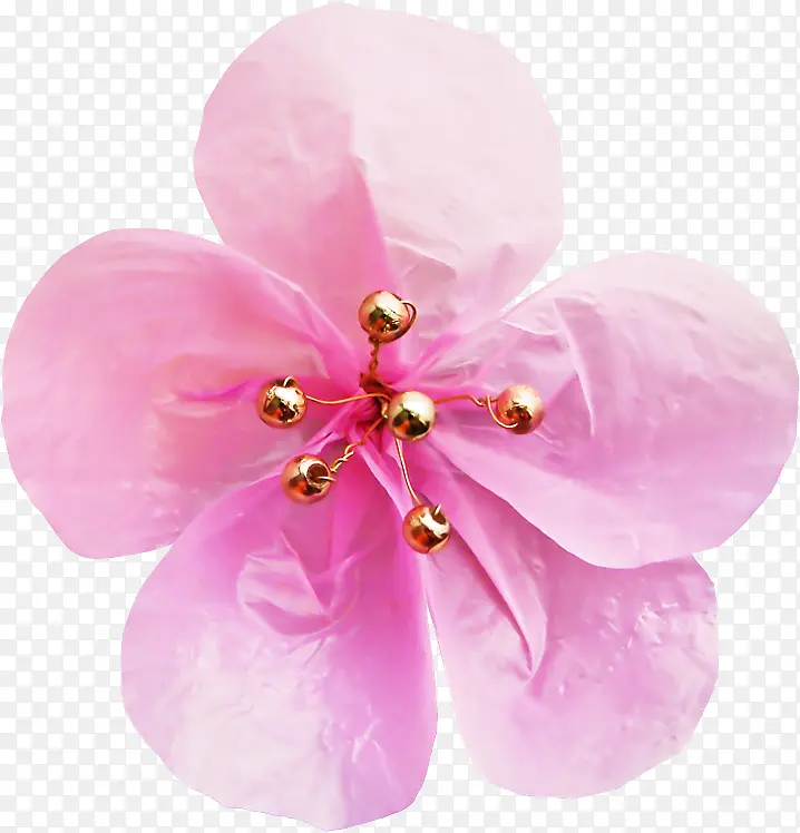 花朵 粉色 兰花