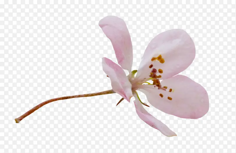 蝴蝶兰 兰花 花朵