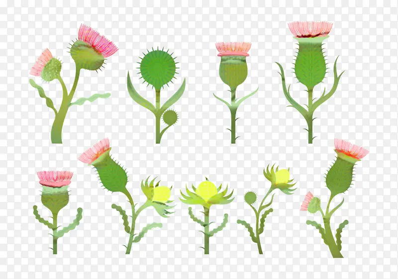 蓟 植物 花PNG图片素材下载_图片编号6771359-PNG素材网