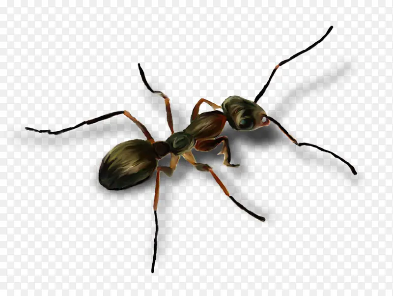 蚂蚁 地甲虫 甲虫
