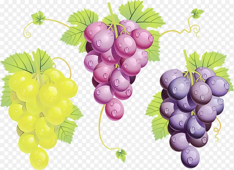 葡萄 葡萄酒 无籽水果