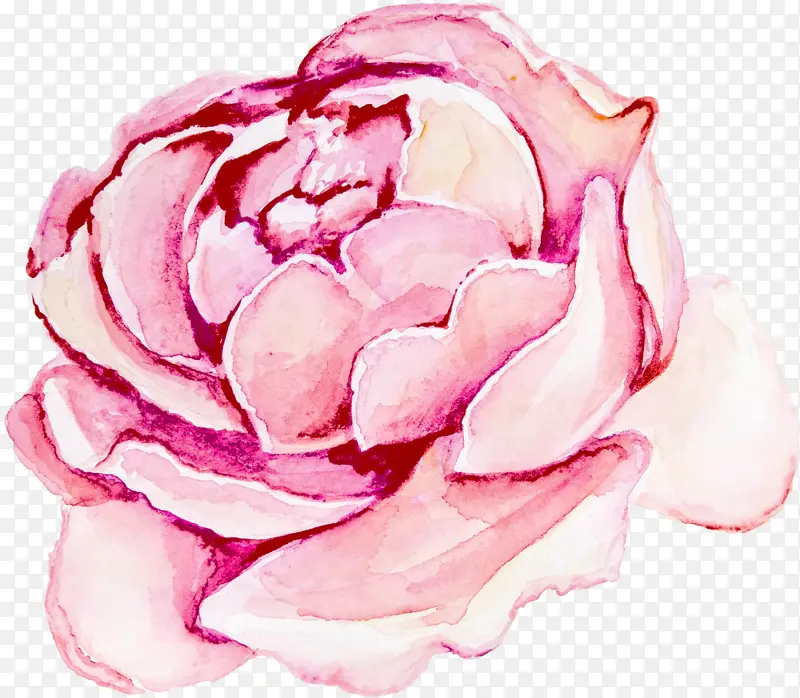 花园玫瑰 项链 卷心菜玫瑰