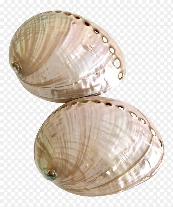 鲍鱼 贝壳 珍珠层