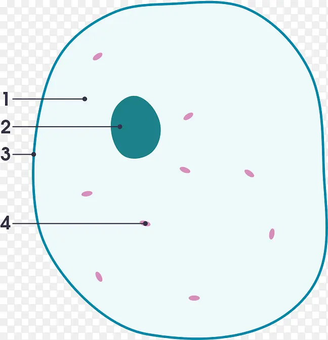 细胞 细胞膜 生物膜