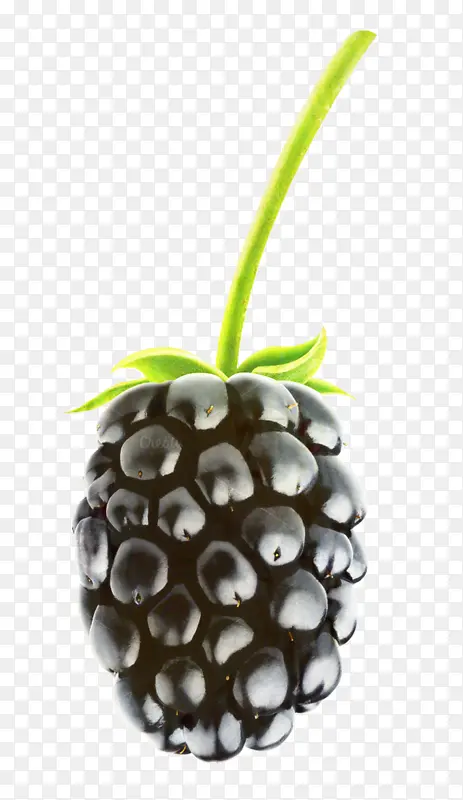 黑莓派 黑莓 水果