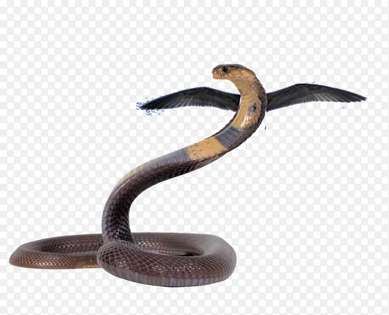 蛇 爬行动物 眼镜王蛇