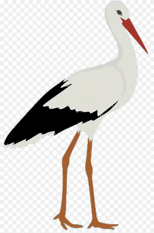 白鹳 鸟 动物