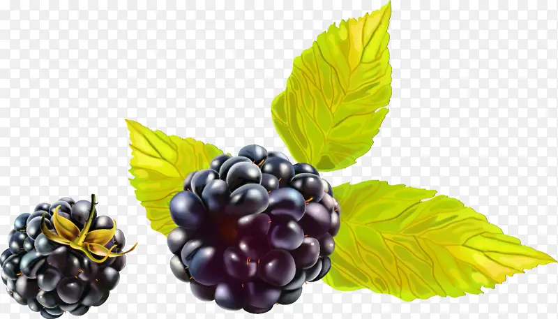 黑莓 黑莓派 水果