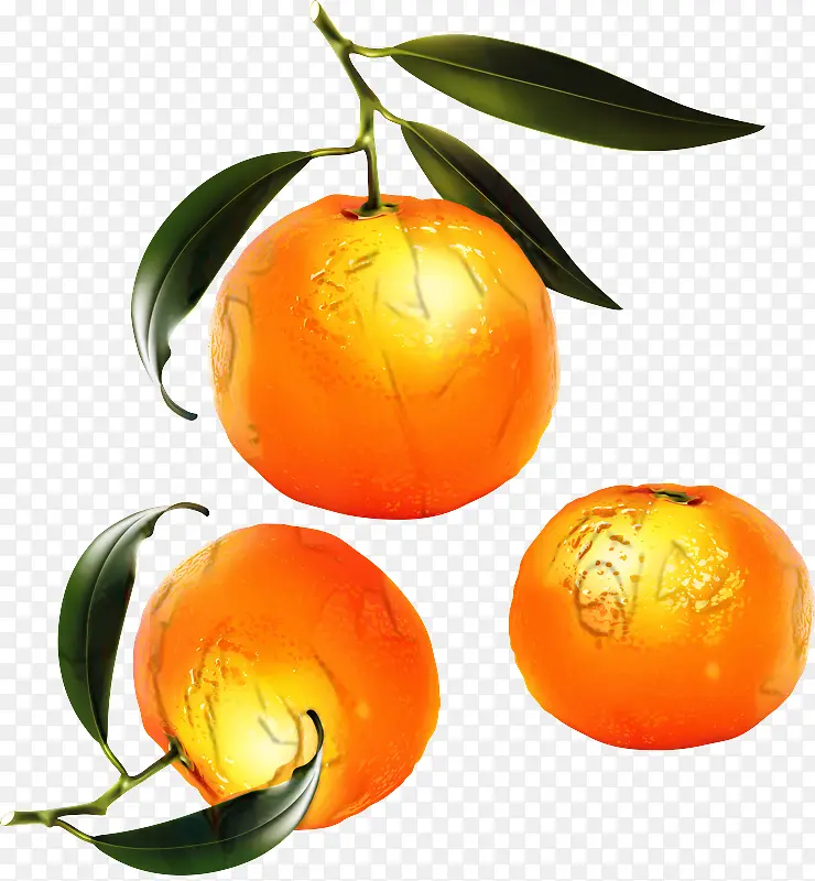 柑橘 水果 克莱门汀