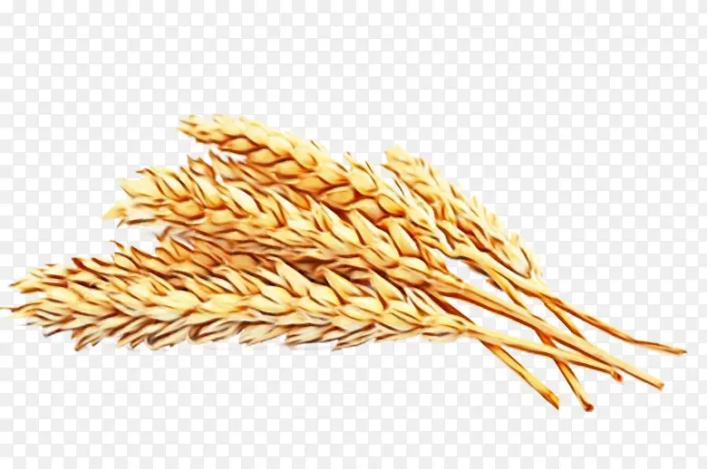 小麦 食品 农业