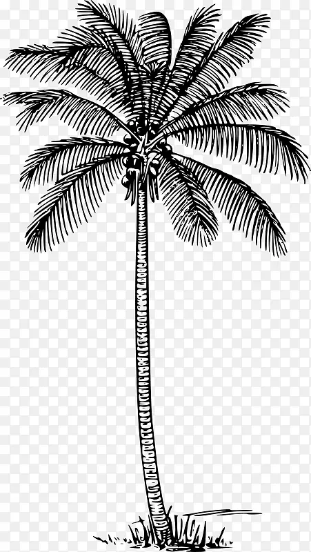 棕榈树 椰子树 剪影