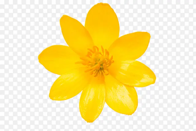 花瓣 花朵 黄色