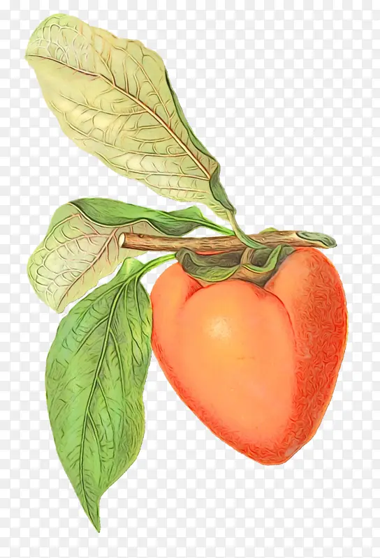 番茄 柿子 水果